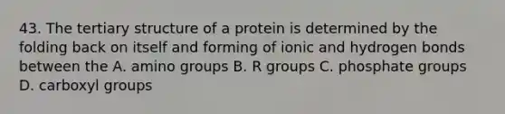 43. The tertiary structure of a protein is determined by the folding back on itself and forming of ionic and hydrogen bonds between the A. amino groups B. R groups C. phosphate groups D. carboxyl groups