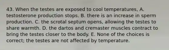 43. When the testes are exposed to cool temperatures, A. testosterone production stops. B. there is an increase in sperm production. C. the scrotal septum opens, allowing the testes to share warmth. D. the dartos and cremaster muscles contract to bring the testes closer to the body. E. None of the choices is correct; the testes are not affected by temperature.