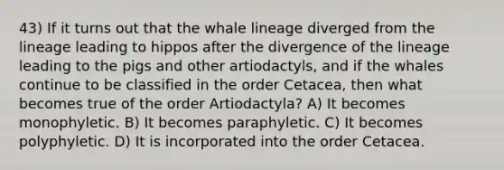 43) If it turns out that the whale lineage diverged from the lineage leading to hippos after the divergence of the lineage leading to the pigs and other artiodactyls, and if the whales continue to be classified in the order Cetacea, then what becomes true of the order Artiodactyla? A) It becomes monophyletic. B) It becomes paraphyletic. C) It becomes polyphyletic. D) It is incorporated into the order Cetacea.