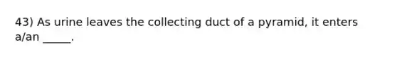 43) As urine leaves the collecting duct of a pyramid, it enters a/an _____.