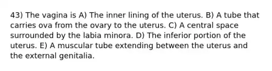 43) The vagina is A) The inner lining of the uterus. B) A tube that carries ova from the ovary to the uterus. C) A central space surrounded by the labia minora. D) The inferior portion of the uterus. E) A muscular tube extending between the uterus and the external genitalia.