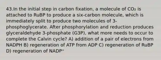 43.In the initial step in carbon fixation, a molecule of CO₂ is attached to RuBP to produce a six-carbon molecule, which is immediately split to produce two molecules of 3-phosphoglycerate. After phosphorylation and reduction produces glyceraldehyde 3-phosphate (G3P), what more needs to occur to complete the Calvin cycle? A) addition of a pair of electrons from NADPH B) regeneration of ATP from ADP C) regeneration of RuBP D) regeneration of NADP⁺