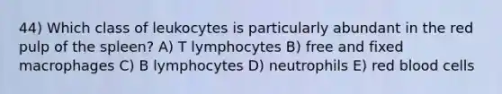 44) Which class of leukocytes is particularly abundant in the red pulp of the spleen? A) T lymphocytes B) free and fixed macrophages C) B lymphocytes D) neutrophils E) red blood cells