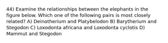44) Examine the relationships between the elephants in the figure below. Which one of the following pairs is most closely related? A) Deinotherium and Platybelodon B) Barytherium and Stegodon C) Loxodonta africana and Loxodonta cyclotis D) Mammut and Stegodon