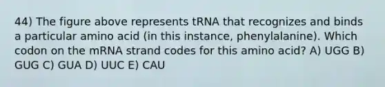 44) The figure above represents tRNA that recognizes and binds a particular amino acid (in this instance, phenylalanine). Which codon on the mRNA strand codes for this amino acid? A) UGG B) GUG C) GUA D) UUC E) CAU