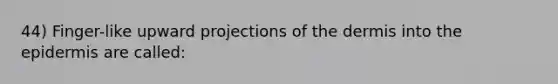 44) Finger-like upward projections of the dermis into the epidermis are called: