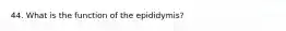 44. What is the function of the epididymis?