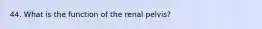 44. What is the function of the renal pelvis?