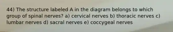 44) The structure labeled A in the diagram belongs to which group of spinal nerves? a) cervical nerves b) thoracic nerves c) lumbar nerves d) sacral nerves e) coccygeal nerves