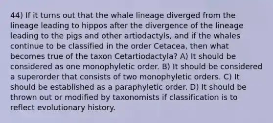 44) If it turns out that the whale lineage diverged from the lineage leading to hippos after the divergence of the lineage leading to the pigs and other artiodactyls, and if the whales continue to be classified in the order Cetacea, then what becomes true of the taxon Cetartiodactyla? A) It should be considered as one monophyletic order. B) It should be considered a superorder that consists of two monophyletic orders. C) It should be established as a paraphyletic order. D) It should be thrown out or modified by taxonomists if classification is to reflect evolutionary history.