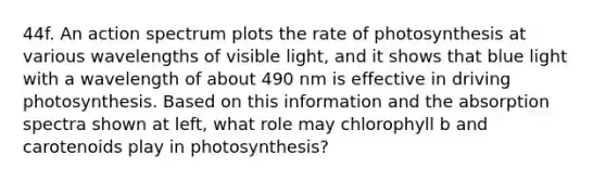 44f. An action spectrum plots the rate of photosynthesis at various wavelengths of visible light, and it shows that blue light with a wavelength of about 490 nm is effective in driving photosynthesis. Based on this information and the absorption spectra shown at left, what role may chlorophyll b and carotenoids play in photosynthesis?