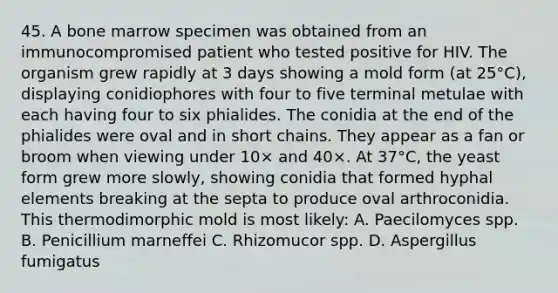 45. A bone marrow specimen was obtained from an immunocompromised patient who tested positive for HIV. The organism grew rapidly at 3 days showing a mold form (at 25°C), displaying conidiophores with four to five terminal metulae with each having four to six phialides. The conidia at the end of the phialides were oval and in short chains. They appear as a fan or broom when viewing under 10× and 40×. At 37°C, the yeast form grew more slowly, showing conidia that formed hyphal elements breaking at the septa to produce oval arthroconidia. This thermodimorphic mold is most likely: A. Paecilomyces spp. B. Penicillium marneffei C. Rhizomucor spp. D. Aspergillus fumigatus