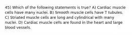 45) Which of the following statements is true? A) Cardiac muscle cells have many nuclei. B) Smooth muscle cells have T tubules. C) Striated muscle cells are long and cylindrical with many nuclei. D) Cardiac muscle cells are found in the heart and large blood vessels.