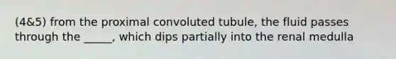 (4&5) from the proximal convoluted tubule, the fluid passes through the _____, which dips partially into the renal medulla