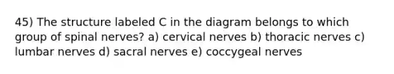 45) The structure labeled C in the diagram belongs to which group of spinal nerves? a) cervical nerves b) thoracic nerves c) lumbar nerves d) sacral nerves e) coccygeal nerves