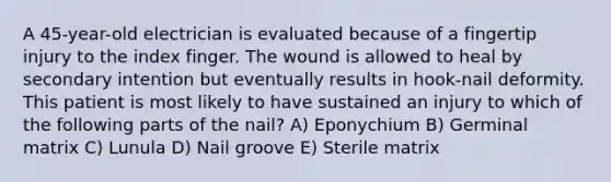 A 45-year-old electrician is evaluated because of a fingertip injury to the index finger. The wound is allowed to heal by secondary intention but eventually results in hook-nail deformity. This patient is most likely to have sustained an injury to which of the following parts of the nail? A) Eponychium B) Germinal matrix C) Lunula D) Nail groove E) Sterile matrix