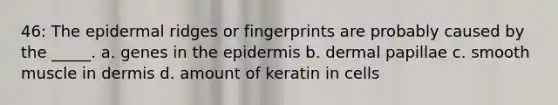 46: The epidermal ridges or fingerprints are probably caused by the _____. a. genes in <a href='https://www.questionai.com/knowledge/kBFgQMpq6s-the-epidermis' class='anchor-knowledge'>the epidermis</a> b. dermal papillae c. smooth muscle in dermis d. amount of keratin in cells