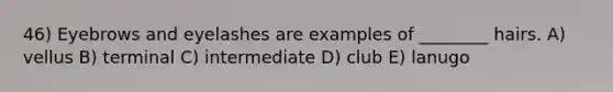 46) Eyebrows and eyelashes are examples of ________ hairs. A) vellus B) terminal C) intermediate D) club E) lanugo