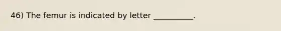 46) The femur is indicated by letter __________.