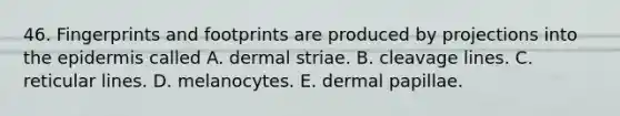 46. Fingerprints and footprints are produced by projections into the epidermis called A. dermal striae. B. cleavage lines. C. reticular lines. D. melanocytes. E. dermal papillae.