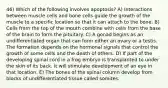 46) Which of the following involves apoptosis? A) Interactions between muscle cells and bone cells guide the growth of the muscle to a specific location so that it can attach to the bone. B) Cells from the top of the mouth combine with cells from the base of the brain to form the pituitary. C) A gonad begins as an undifferentiated organ that can form either an ovary or a testis. The formation depends on the hormonal signals that control the growth of some cells and the death of others. D) If part of the developing spinal cord in a frog embryo is transplanted to under the skin of its back, it will stimulate development of an eye in that location. E) The bones of the spinal column develop from blocks of undifferentiated tissue called somites.