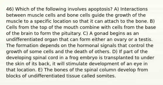 46) Which of the following involves apoptosis? A) Interactions between muscle cells and bone cells guide the growth of the muscle to a specific location so that it can attach to the bone. B) Cells from the top of <a href='https://www.questionai.com/knowledge/krBoWYDU6j-the-mouth' class='anchor-knowledge'>the mouth</a> combine with cells from the base of <a href='https://www.questionai.com/knowledge/kLMtJeqKp6-the-brain' class='anchor-knowledge'>the brain</a> to form the pituitary. C) A gonad begins as an undifferentiated organ that can form either an ovary or a testis. The formation depends on the hormonal signals that control the growth of some cells and the death of others. D) If part of the developing spinal cord in a frog embryo is transplanted to under the skin of its back, it will stimulate development of an eye in that location. E) The bones of the spinal column develop from blocks of undifferentiated tissue called somites.