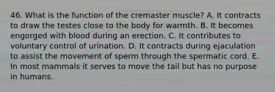 46. What is the function of the cremaster muscle? A. It contracts to draw the testes close to the body for warmth. B. It becomes engorged with blood during an erection. C. It contributes to voluntary control of urination. D. It contracts during ejaculation to assist the movement of sperm through the spermatic cord. E. In most mammals it serves to move the tail but has no purpose in humans.