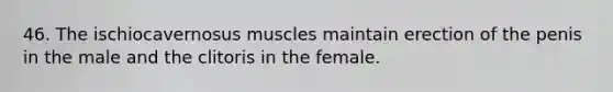 46. The ischiocavernosus muscles maintain erection of the penis in the male and the clitoris in the female.