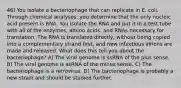 46) You isolate a bacteriophage that can replicate in E. coli. Through chemical analyses, you determine that the only nucleic acid present is RNA. You isolate the RNA and put it in a test tube with all of the enzymes, amino acids, and RNAs necessary for translation. The RNA is translated directly, without being copied into a complementary strand first, and new infectious virions are made and released. What does this tell you about the bacteriophage? A) The viral genome is ssRNA of the plus sense. B) The viral genome is ssRNA of the minus sense. C) The bacteriophage is a retrovirus. D) The bacteriophage is probably a new strain and should be studied further.