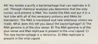 46) You isolate a purify a bacteriophage that can replicate in E. coli. Through chemical analyses you determine that the only nucleic acid present is RNA. You isolate the RNA and put it in a test tube with all of the necessary proteins and RNAs for translation. The RNA is translated and new infectious virions are made. What does this tell you about the bacteriophage? A) The RNA genome is of the plus sense. B) The RNA genome is of the plus sense and RNA replicase is present in the viral capsid. C) The new bacteriophage is a retrovirus. D) RNA replicase is present in the viral capsid.