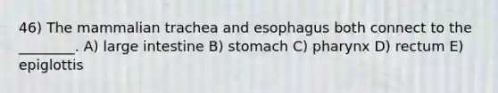 46) The mammalian trachea and esophagus both connect to the ________. A) large intestine B) stomach C) pharynx D) rectum E) epiglottis