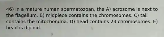 46) In a mature human spermatozoan, the A) acrosome is next to the flagellum. B) midpiece contains the chromosomes. C) tail contains the mitochondria. D) head contains 23 chromosomes. E) head is diploid.