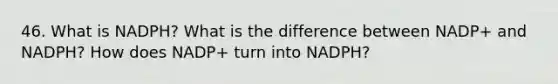 46. What is NADPH? What is the difference between NADP+ and NADPH? How does NADP+ turn into NADPH?