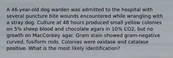 A 46-year-old dog warden was admitted to the hospital with several puncture bite wounds encountered while wrangling with a stray dog. Culture at 48 hours produced small yellow colonies on 5% sheep blood and chocolate agars in 10% CO2, but no growth on MacConkey agar. Gram stain showed gram-negative curved, fusiform rods. Colonies were oxidase and catalase positive. What is the most likely identification?