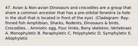 47. Avian & Non-avian Dinosaurs and crocodiles are a group that share a common ancestor that has a pre-orbital fenestra (a hole in the skull that is located in front of the eye). (Cladogram: Ray-finned fish Amphibian, Sharks, Rodents, Dinosaurs & birds, Crocodiles... Amniotic egg, Four limbs, Bony skeleton, Vertebrae) A. Monophyletic B. Paraphyletic C. Polyphyletic D. Symphyletic E. Allophyletic