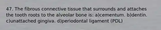 47. The fibrous connective tissue that surrounds and attaches the tooth roots to the alveolar bone is: a)cementum. b)dentin. c)unattached gingiva. d)periodontal ligament (PDL)