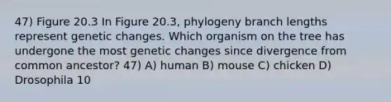 47) Figure 20.3 In Figure 20.3, phylogeny branch lengths represent genetic changes. Which organism on the tree has undergone the most genetic changes since divergence from common ancestor? 47) A) human B) mouse C) chicken D) Drosophila 10