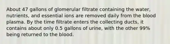 About 47 gallons of glomerular filtrate containing the water, nutrients, and essential ions are removed daily from the blood plasma. By the time filtrate enters the collecting ducts, it contains about only 0.5 gallons of urine, with the other 99% being returned to the blood.