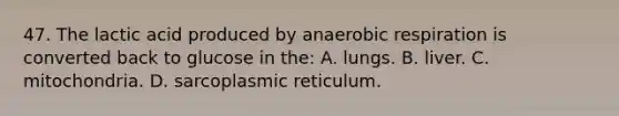 47. The lactic acid produced by anaerobic respiration is converted back to glucose in the: A. lungs. B. liver. C. mitochondria. D. sarcoplasmic reticulum.