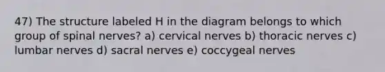 47) The structure labeled H in the diagram belongs to which group of spinal nerves? a) cervical nerves b) thoracic nerves c) lumbar nerves d) sacral nerves e) coccygeal nerves