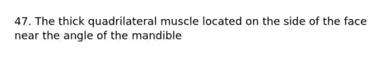 47. The thick quadrilateral muscle located on the side of the face near the angle of the mandible