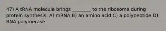 47) A tRNA molecule brings ________ to the ribosome during protein synthesis. A) mRNA B) an amino acid C) a polypeptide D) RNA polymerase