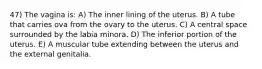 47) The vagina is: A) The inner lining of the uterus. B) A tube that carries ova from the ovary to the uterus. C) A central space surrounded by the labia minora. D) The inferior portion of the uterus. E) A muscular tube extending between the uterus and the external genitalia.