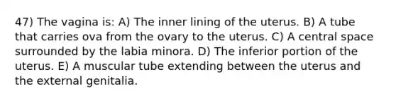 47) The vagina is: A) The inner lining of the uterus. B) A tube that carries ova from the ovary to the uterus. C) A central space surrounded by the labia minora. D) The inferior portion of the uterus. E) A muscular tube extending between the uterus and the external genitalia.