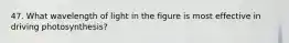 47. What wavelength of light in the figure is most effective in driving photosynthesis?