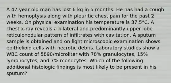 A 47-year-old man has lost 6 kg in 5 months. He has had a cough with hemoptysis along with pleuritic chest pain for the past 2 weeks. On physical examination his temperature is 37.5°C. A chest x-ray reveals a bilateral and predominantly upper lobe reticulonodular pattern of infiltrates with cavitation. A sputum sample is obtained and on light microscopic examination shows epithelioid cells with necrotic debris. Laboratory studies show a WBC count of 5890/microliter with 78% granulocytes, 15% lymphocytes, and 7% monocytes. Which of the following additional histologic findings is most likely to be present in his sputum?