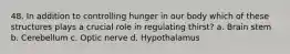 48. In addition to controlling hunger in our body which of these structures plays a crucial role in regulating thirst? a. Brain stem b. Cerebellum c. Optic nerve d. Hypothalamus