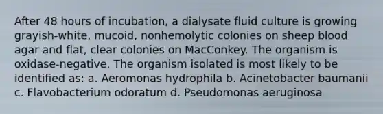 After 48 hours of incubation, a dialysate fluid culture is growing grayish-white, mucoid, nonhemolytic colonies on sheep blood agar and flat, clear colonies on MacConkey. The organism is oxidase-negative. The organism isolated is most likely to be identified as: a. Aeromonas hydrophila b. Acinetobacter baumanii c. Flavobacterium odoratum d. Pseudomonas aeruginosa