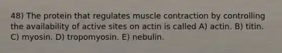 48) The protein that regulates muscle contraction by controlling the availability of active sites on actin is called A) actin. B) titin. C) myosin. D) tropomyosin. E) nebulin.