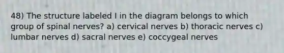 48) The structure labeled I in the diagram belongs to which group of spinal nerves? a) cervical nerves b) thoracic nerves c) lumbar nerves d) sacral nerves e) coccygeal nerves